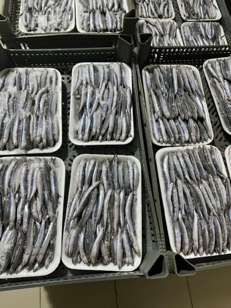 Hamsi – Tabak Ambalaj